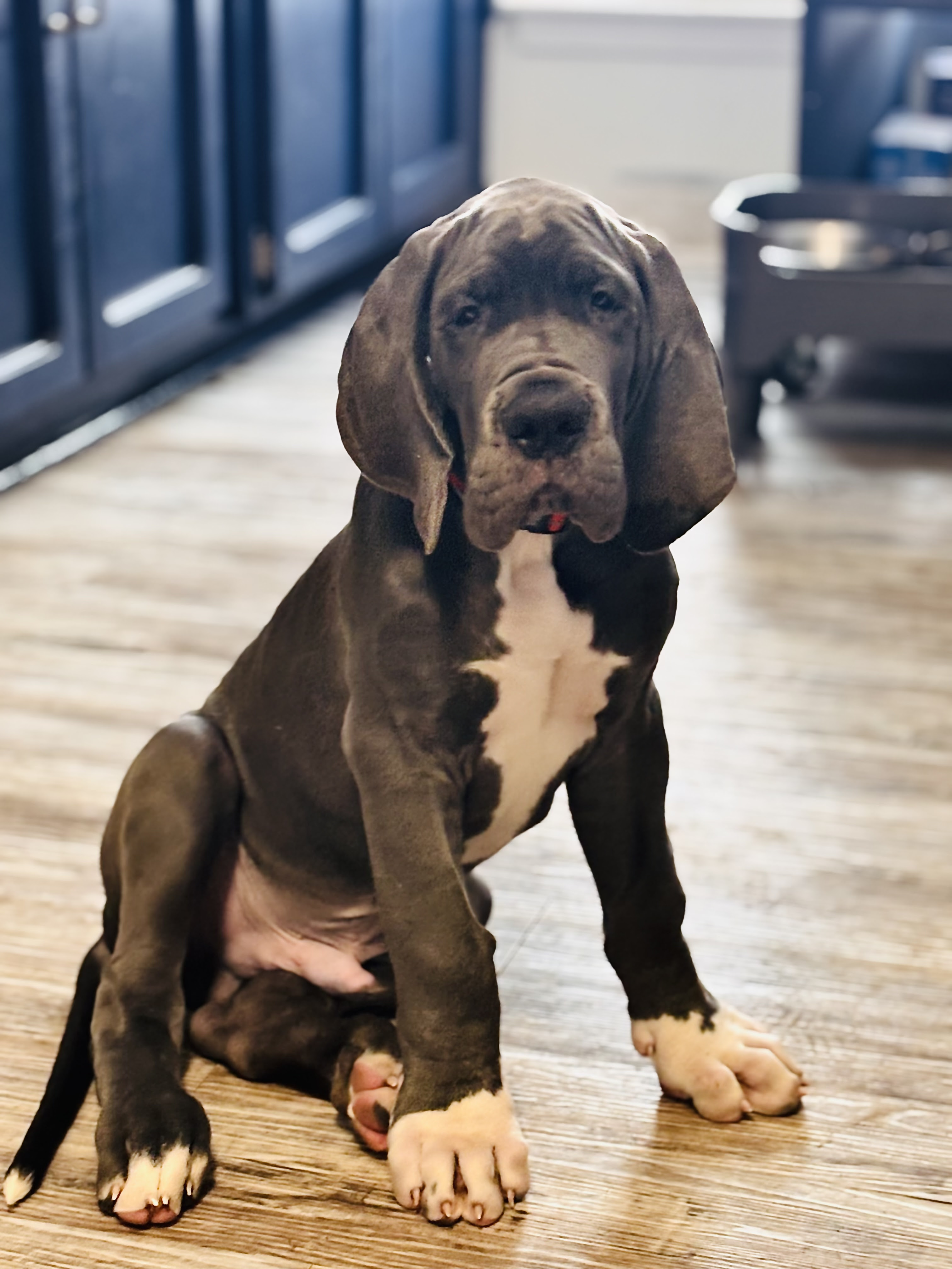Great_Dane_Puppy